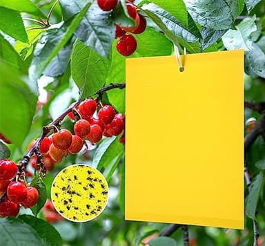 XCMVCN 60 Planches Jaunes Cerisier Lutte Sciarides Lutte Autocollant Jaune pour Arbres fruitiers, Piège à Mouche du Cerisier Piège Jaune pour sciarides 20cmX15cm